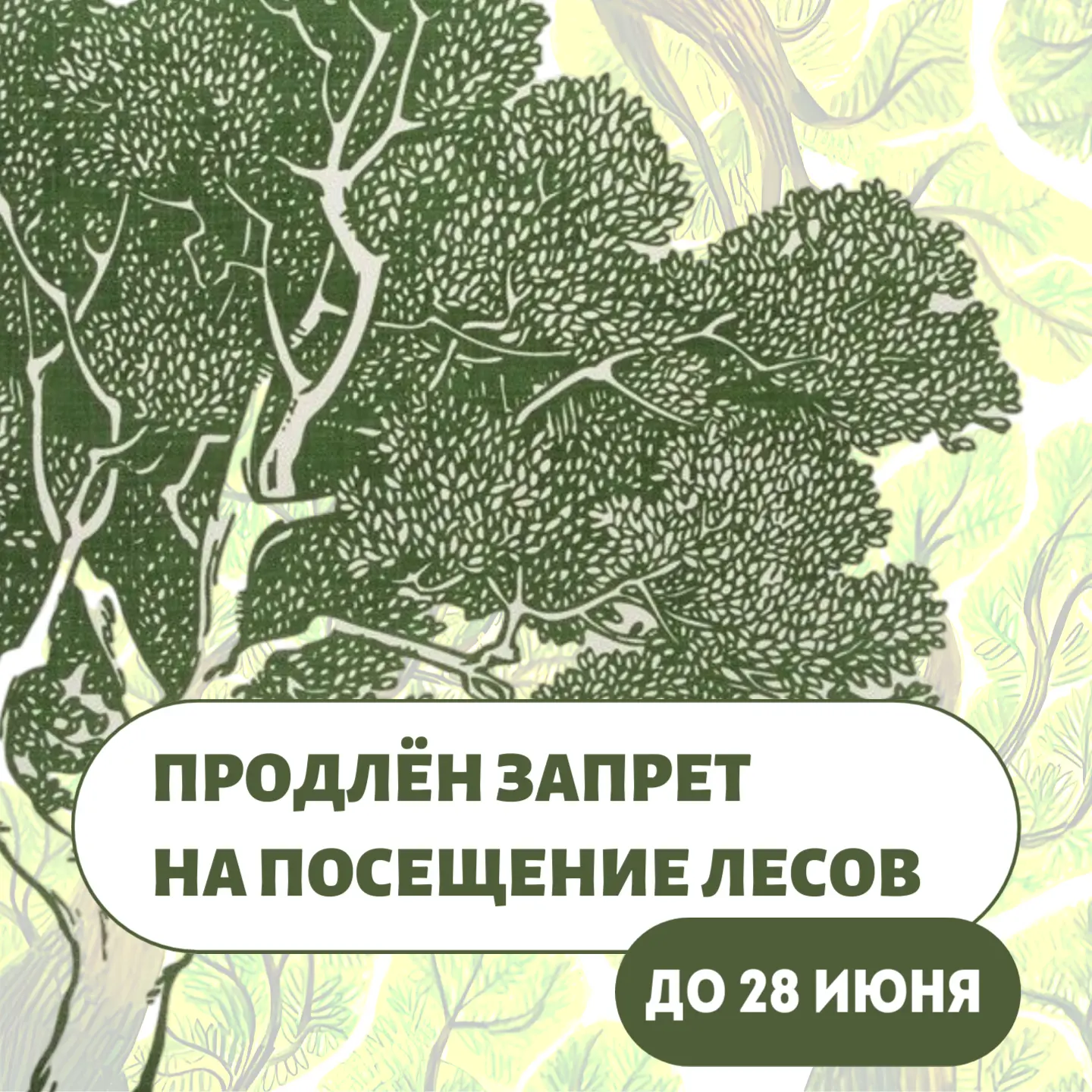 В рамках особого противопожарного режима продлевается запрет на посещение лесов