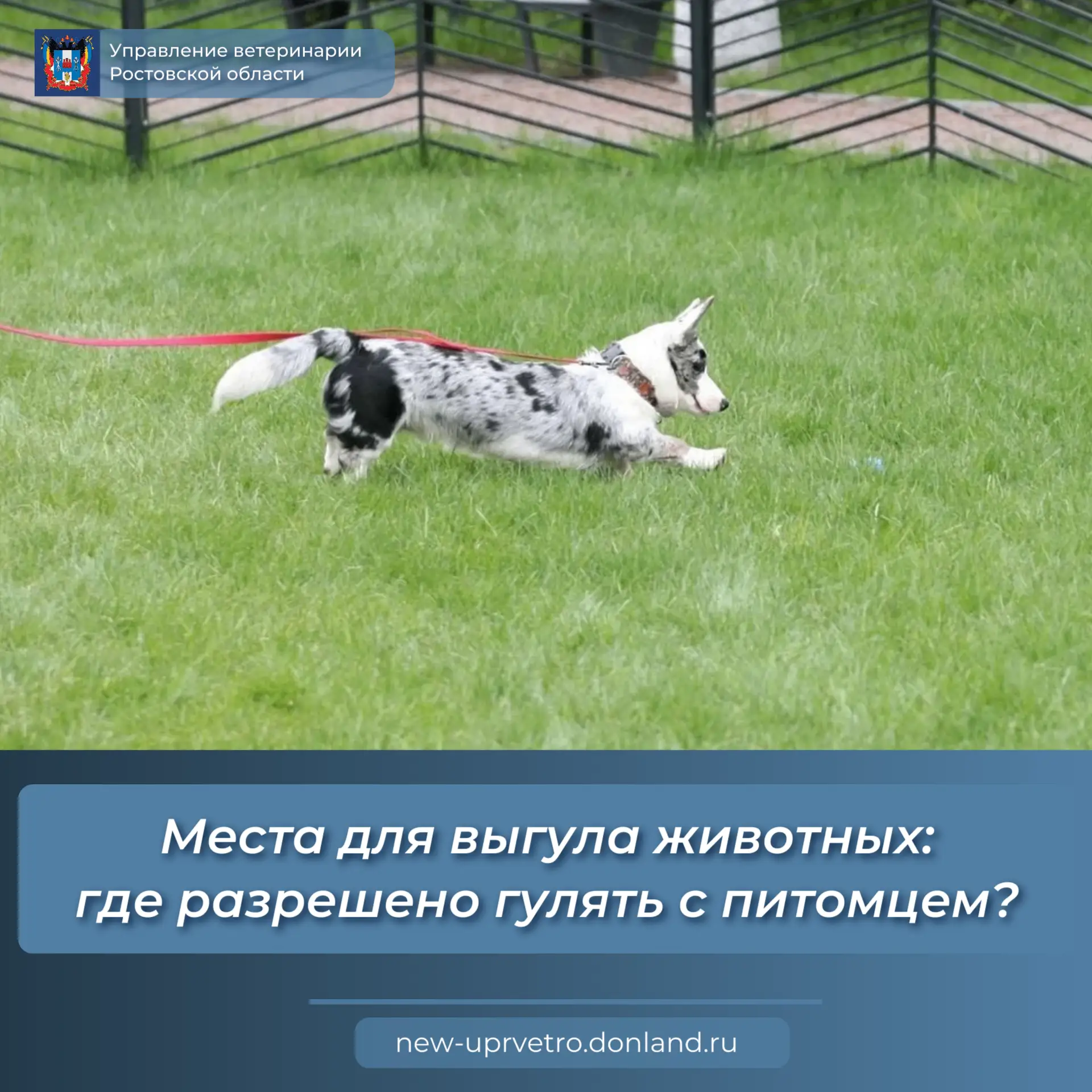 ❗️Управление ветеринарии Ростовской области напоминает
