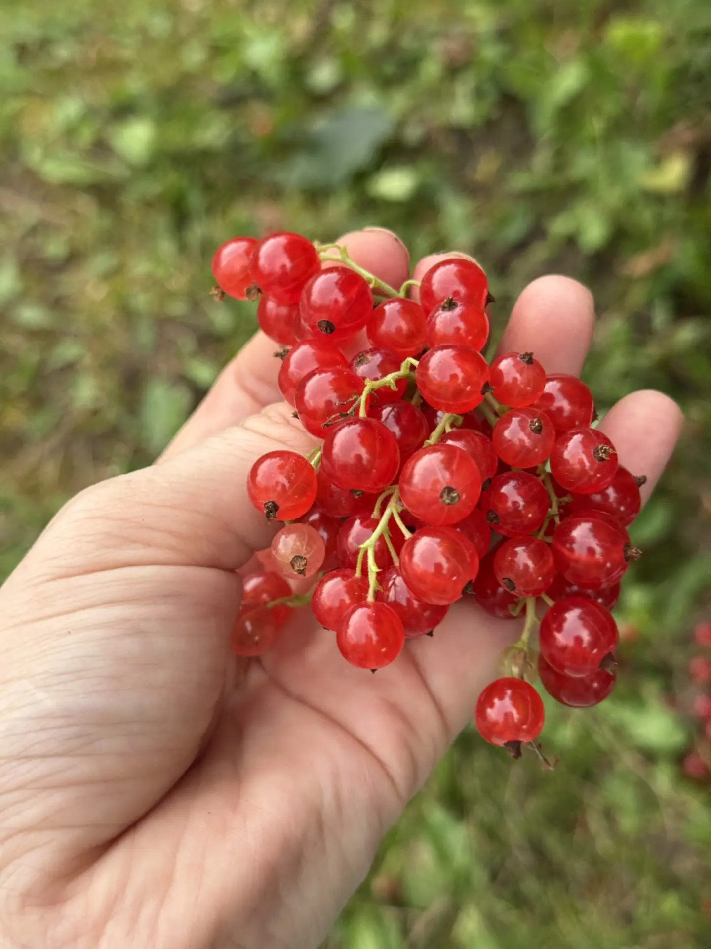 Смородинки вам в ленту! ☀️🌾🥰