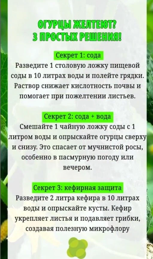 🥒 ОГУРЦЫ ЖЕЛТЕЮТ? 
ТРИ ПРОСТЫХ РЕШЕНИЯ 👆

Огород и дача - большая удача!