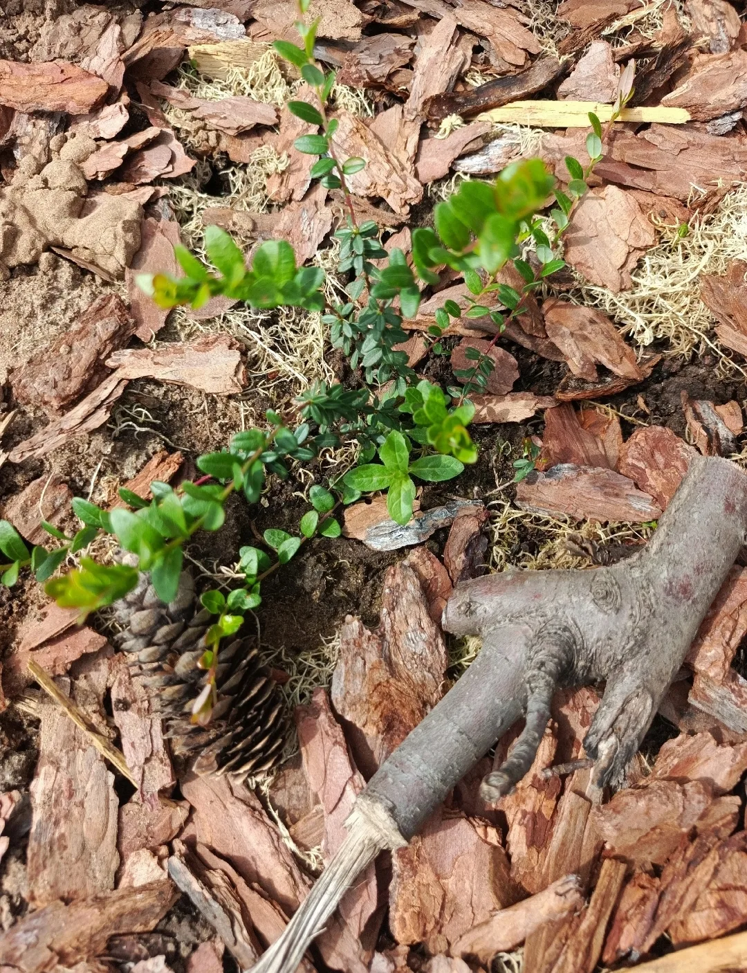 ЛЕСНЫЕ ЯГОДЫ В САДУ🌿👍