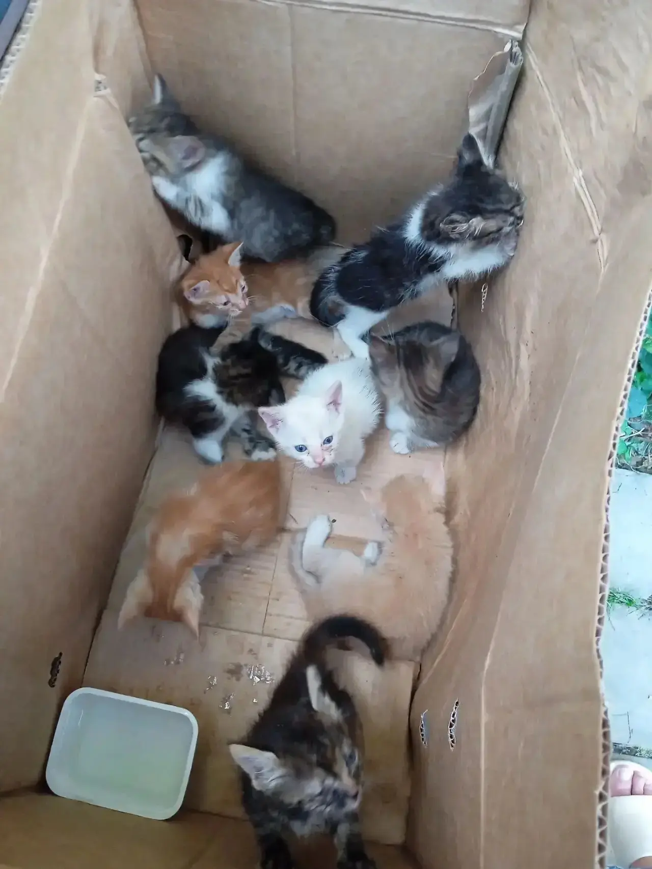 Сегодня опять у Улитки (детская площадка) выброшены коробка с 9 !! котятами.