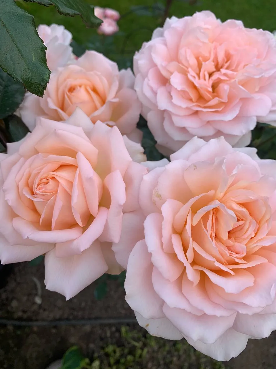 Chandos Beauty (Чандос Бьюти)