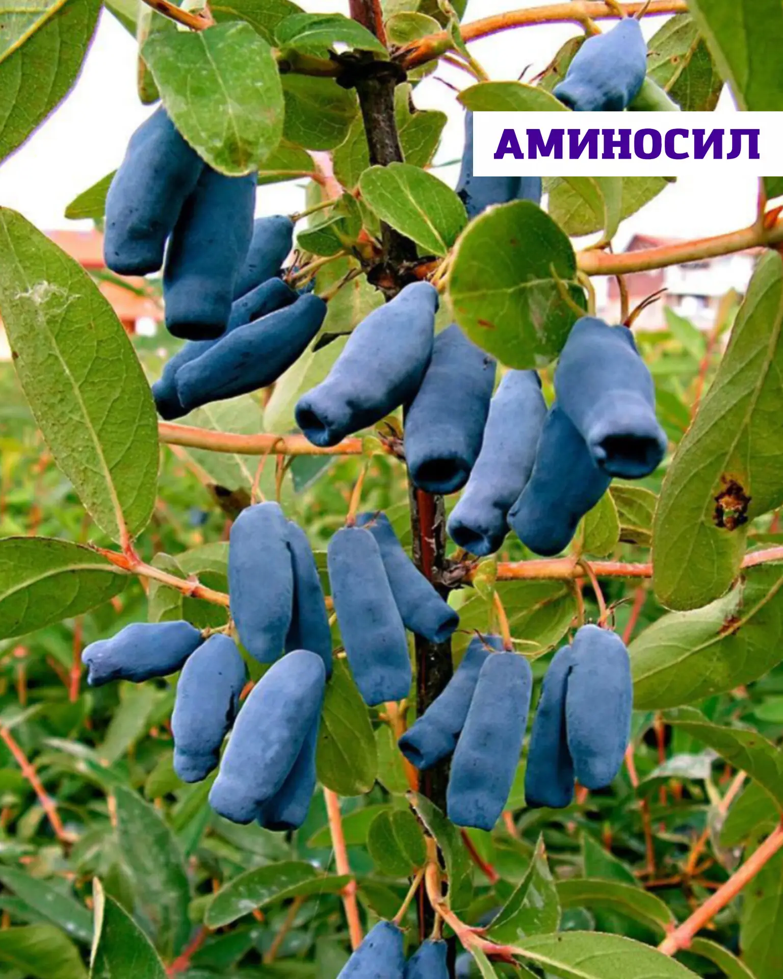 🫐Жимолость — это неприхотливая, вкусная и очень полезная ягода.   Она хорошо подходит для большинств