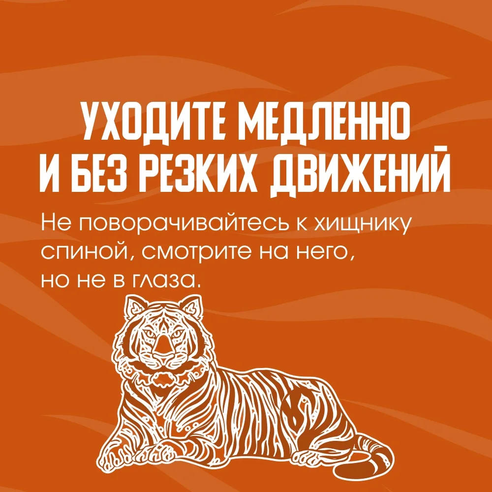 🐅 Что делать если вы встретили тигра?

Амурский тигр — огромный и опасный хищник. Если вы оказались