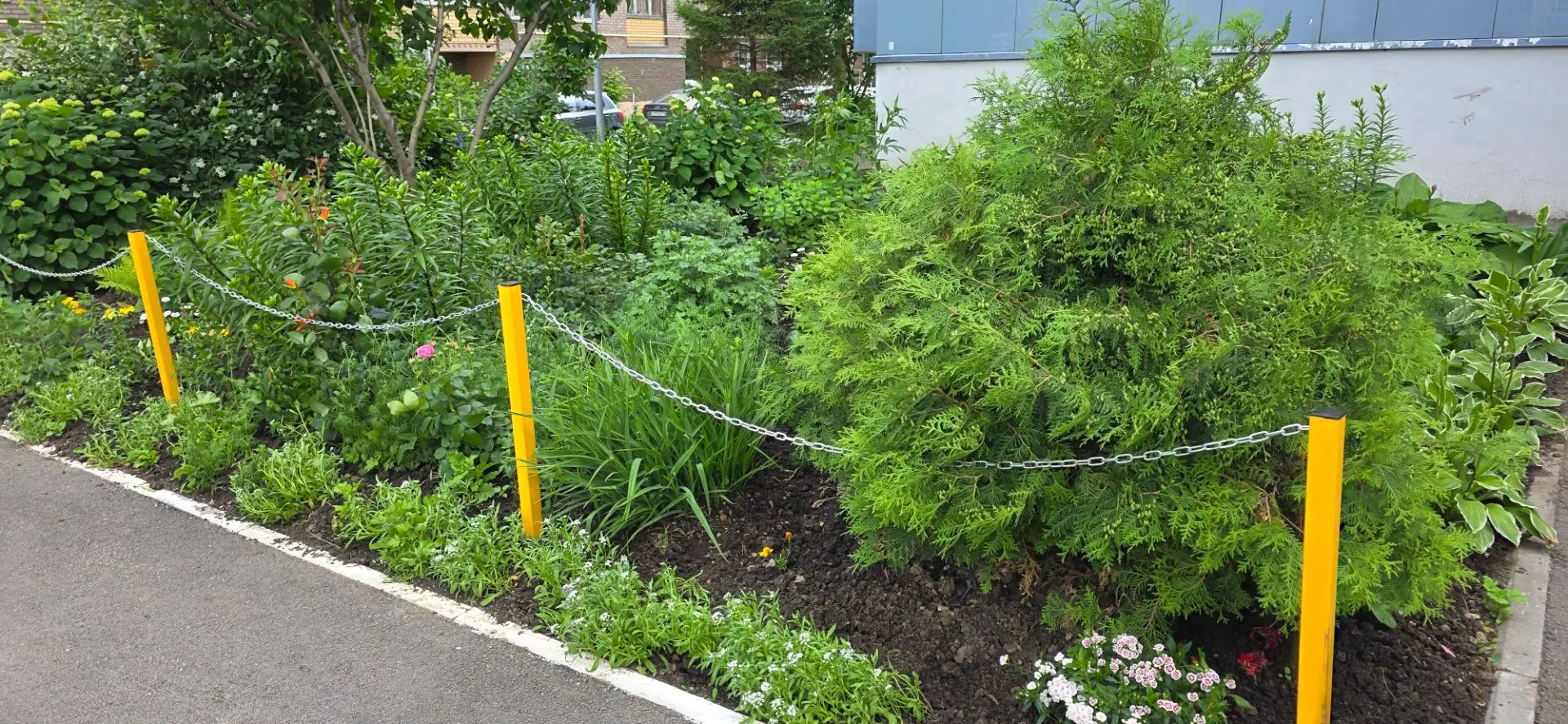 🌿Красота, которую создают жители д. 3 по ул. Дружинная