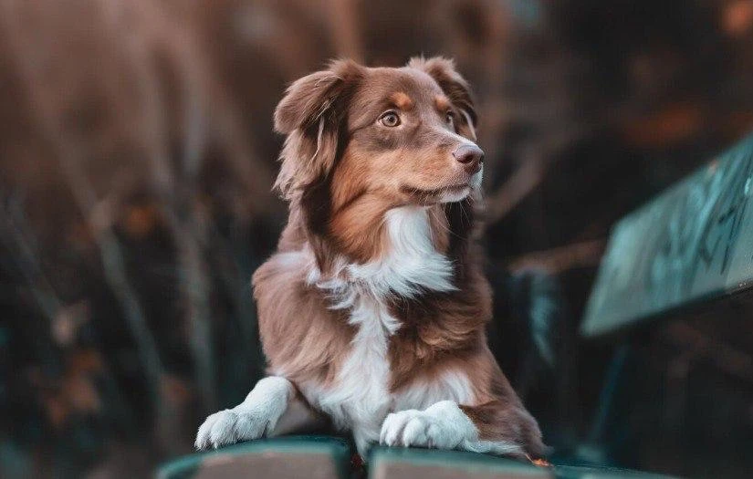 🐾 Как дофаминовый букет, только круче

20 июня в Хабаровске пройдет акция "Собака-обнимака", где мо
