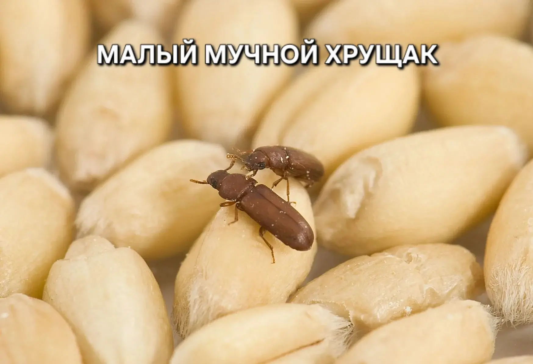 Малый мучной хрущак (Tribolium confusum Duv) - является вредителем №1 на мукомольных пр...