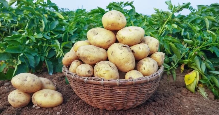 Дорогие друзья, скит Дивеевского монастыря передал нам вкусную картошку по 15 руб за кг.

Картошка в
