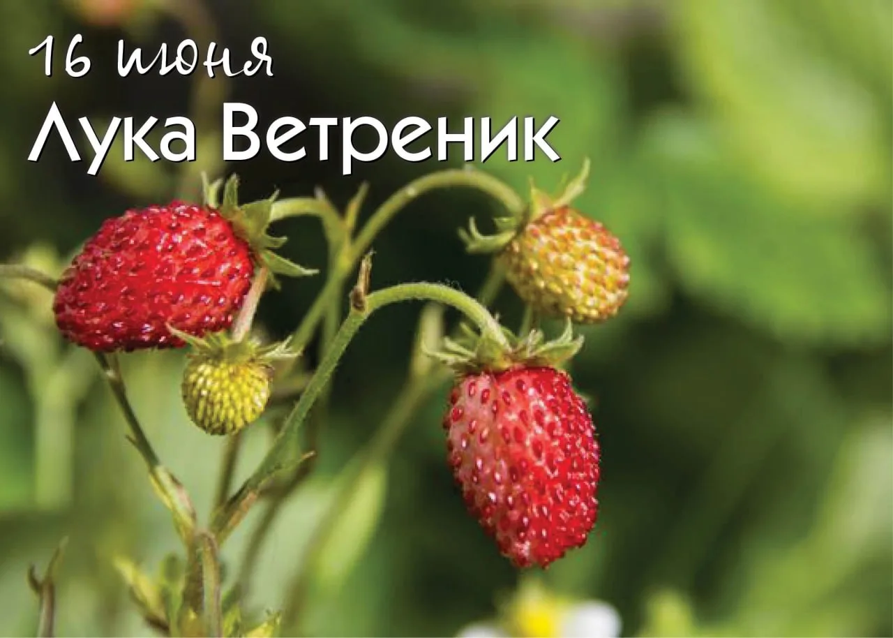 Народный календарь 

16 июня — Лука Ветреник, ржаной. В этот день примечали направление ветра: «На Л