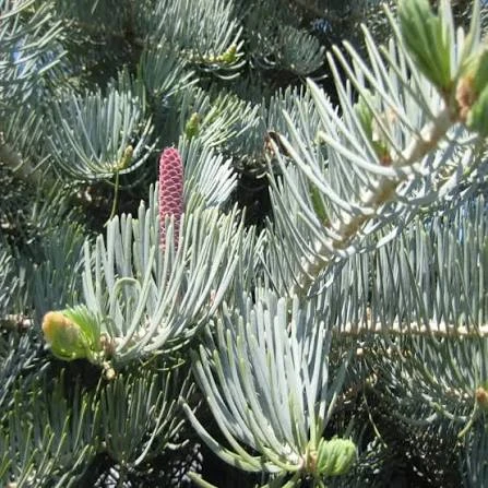 Пихта одноцветная Хекс
(Abies concolor Hexe)🔥