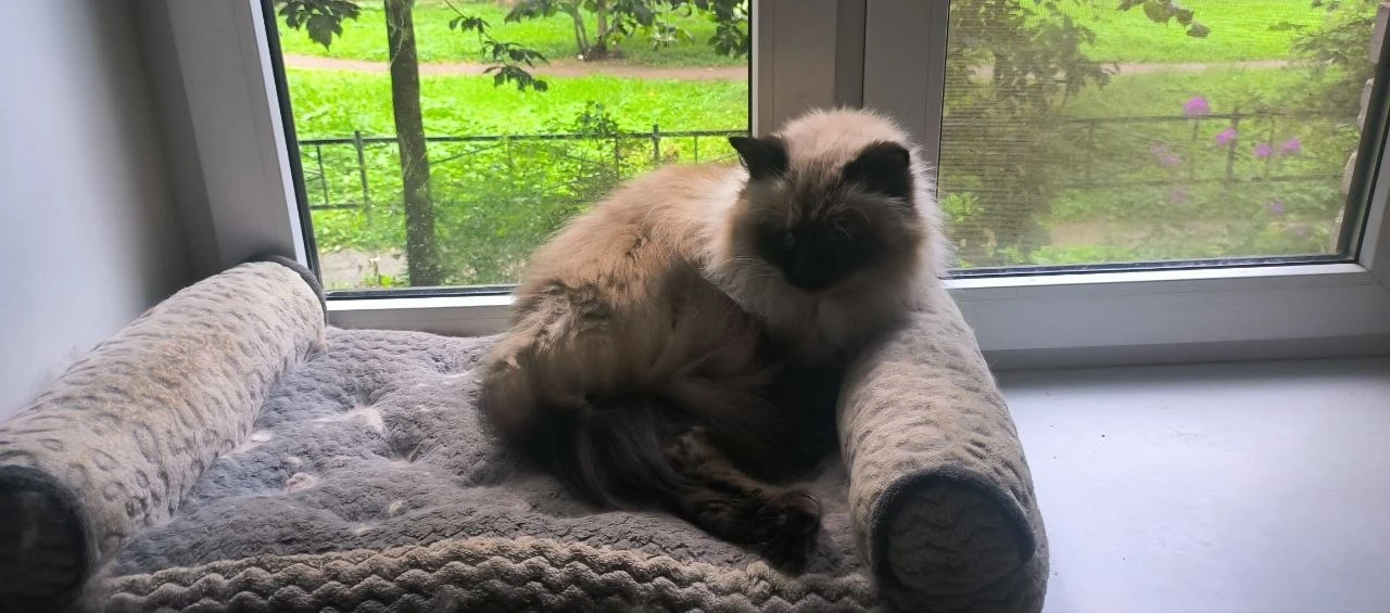 В гостях у Монечки. 🐈