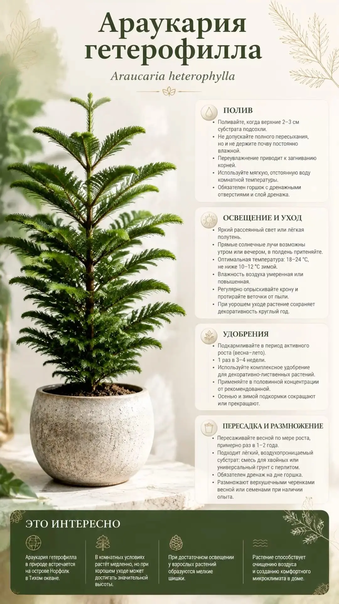 Уход за араукарией 🌱