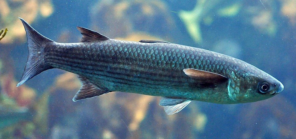 Крымская рыба: не просто еда, а стратегический запас здоровья 🐟