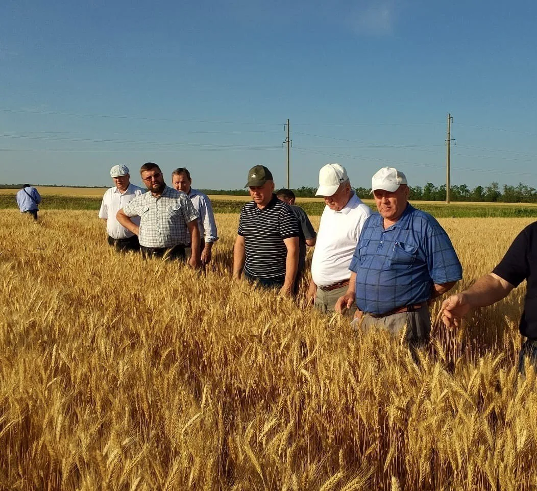 🌾🌾🌾Ход уборочной кампании в Туркменском округе: промежуточные итоги
