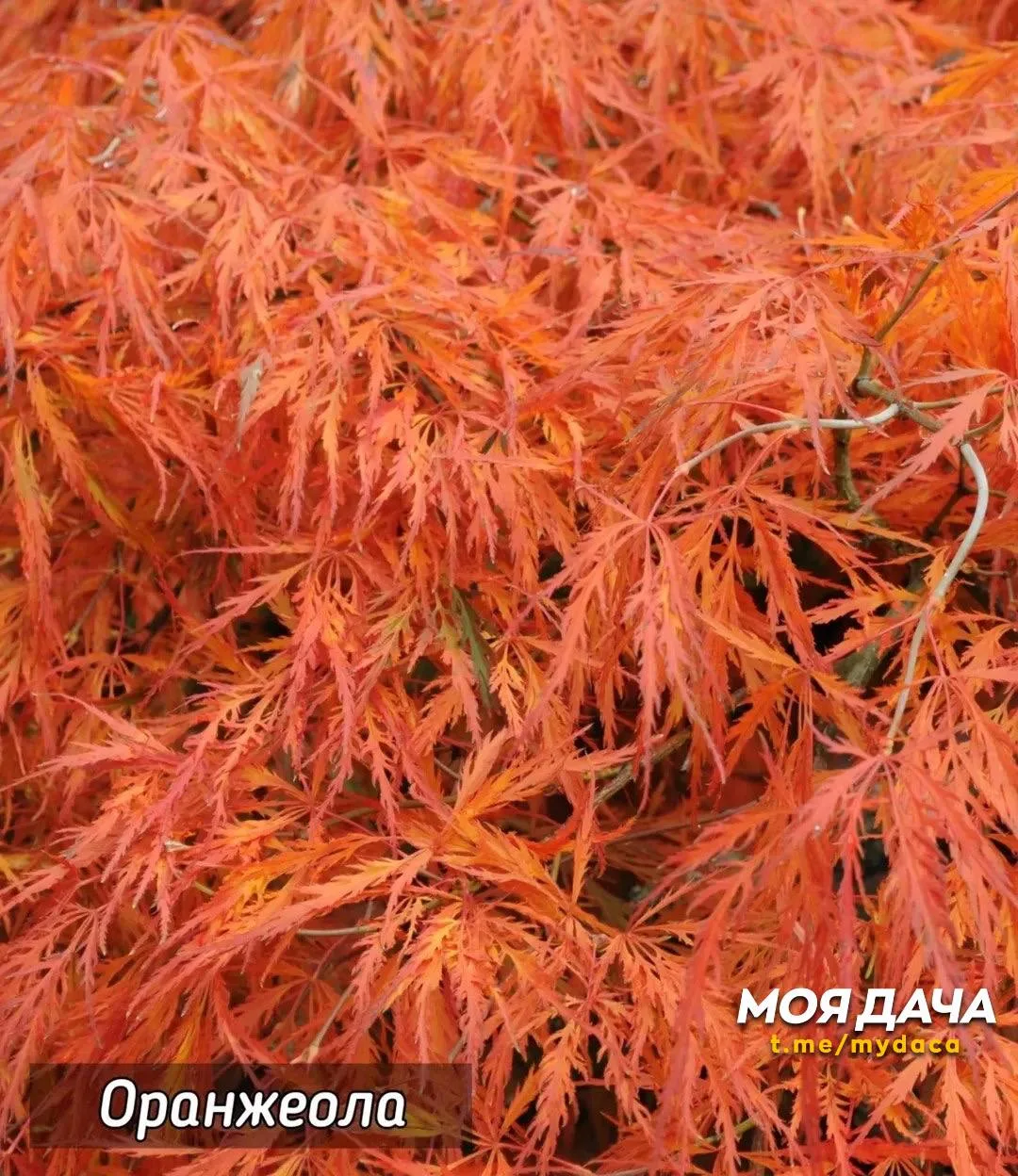 Клён веерный 🍁  Изящное дерево или кустарник, высоко ценимое в ландшафтном дизайне за красивую форму