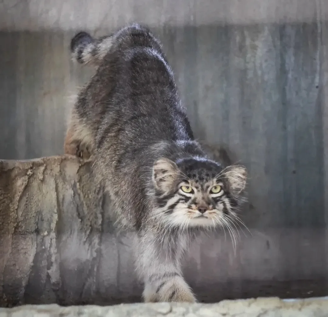В понедельник – только с таким выражением мордочки😾
