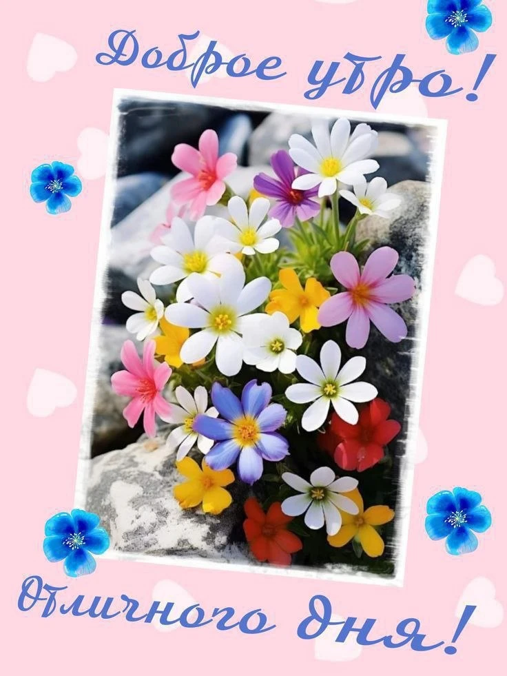 💙💜💛🌸❤️🩵💜💛🌸❤️