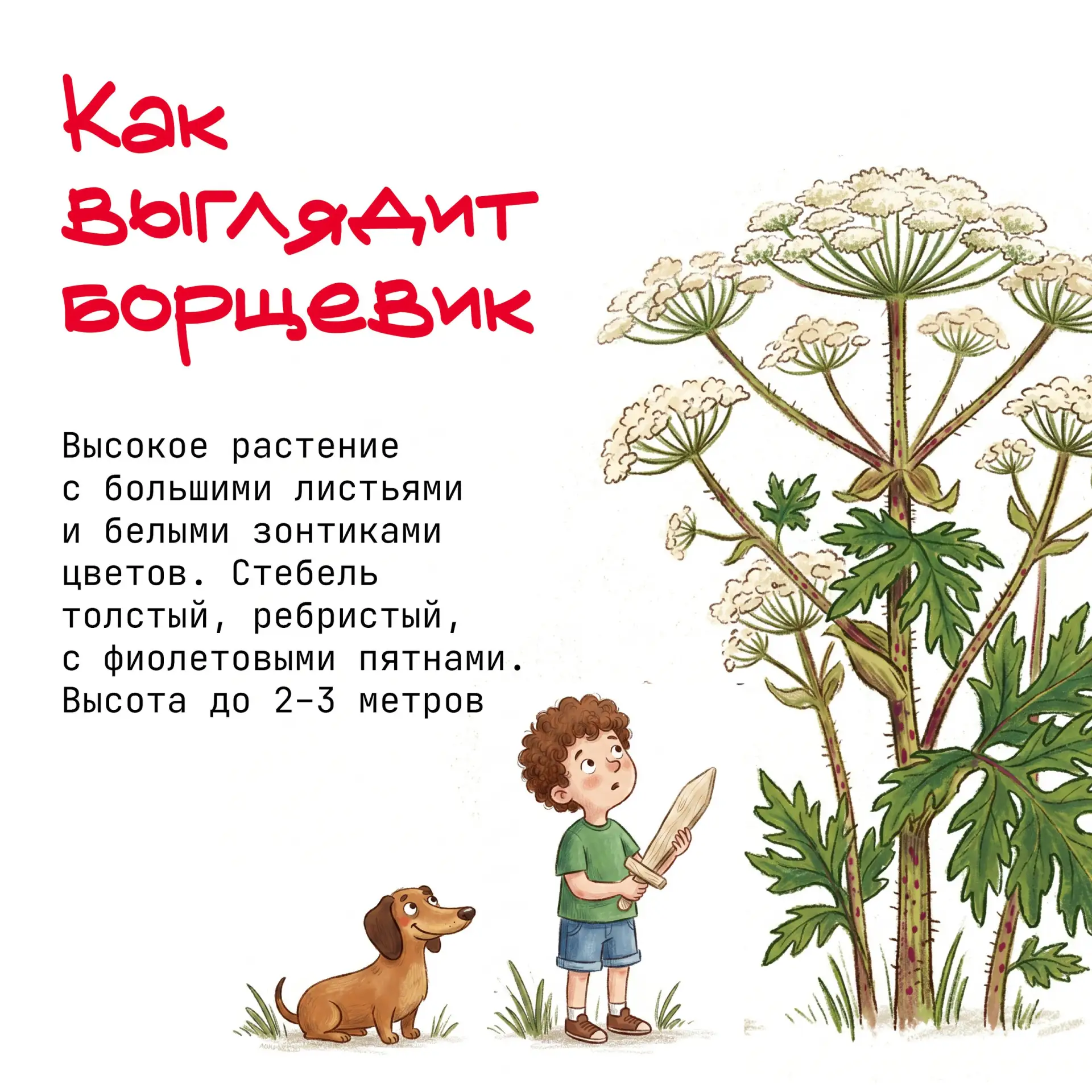 Осторожно, борщевик!