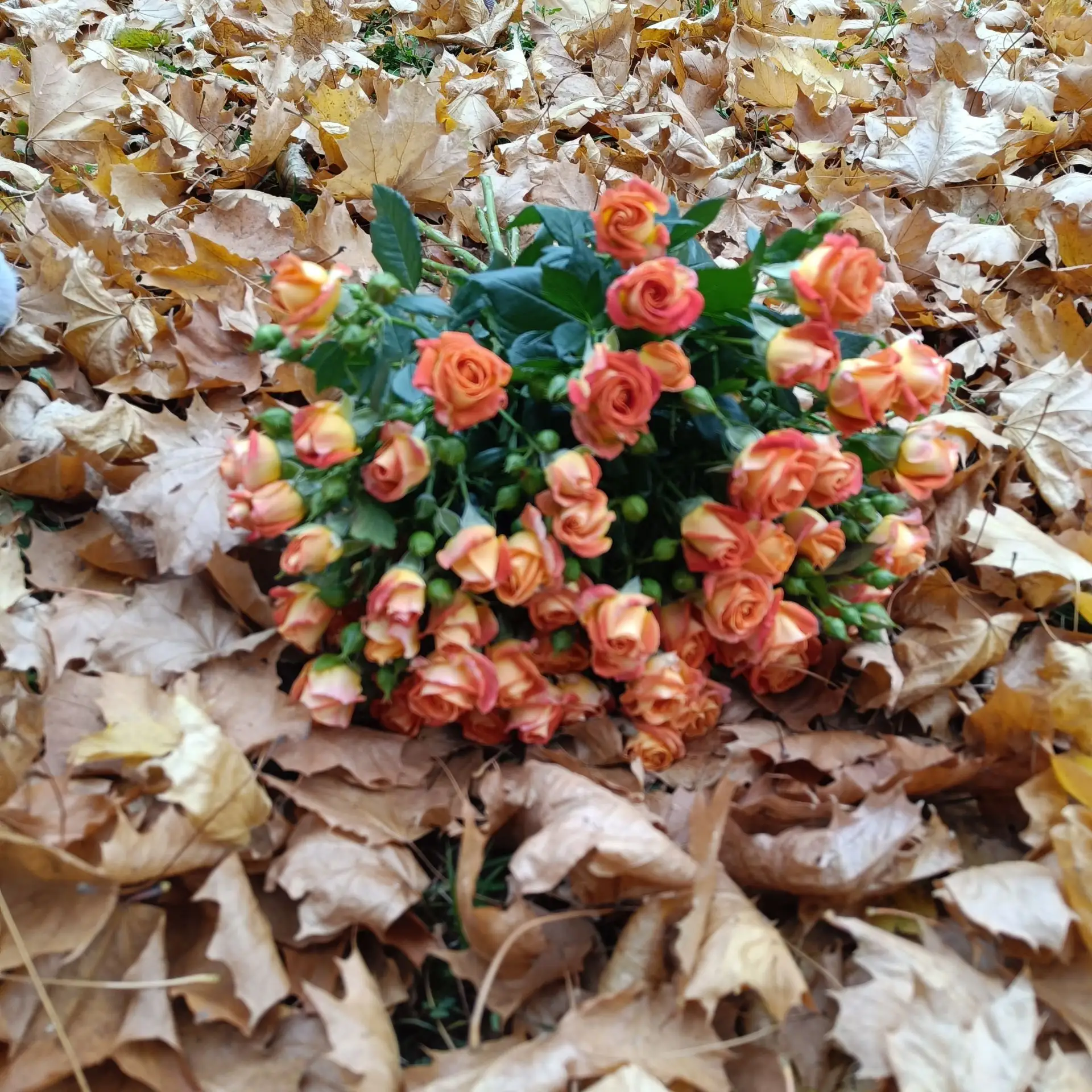 Суббота без парфюма 🍂