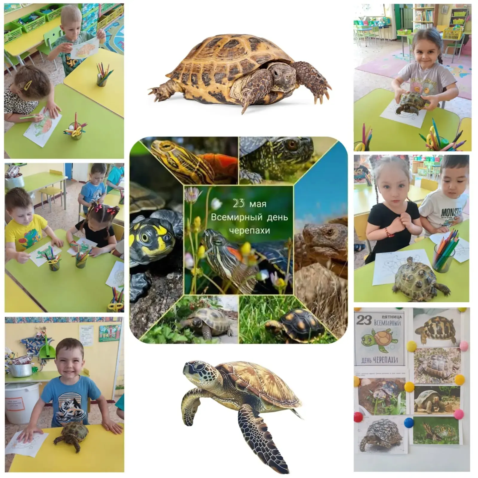 🐢 В старшей группе «Бабочки» — настоящий праздник: отметили Всемирный день черепахи!