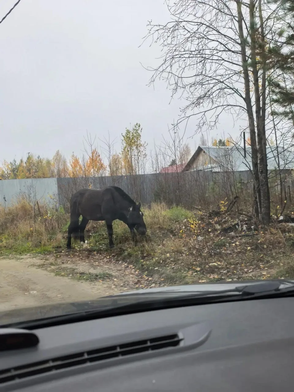 Потерялся жеребец