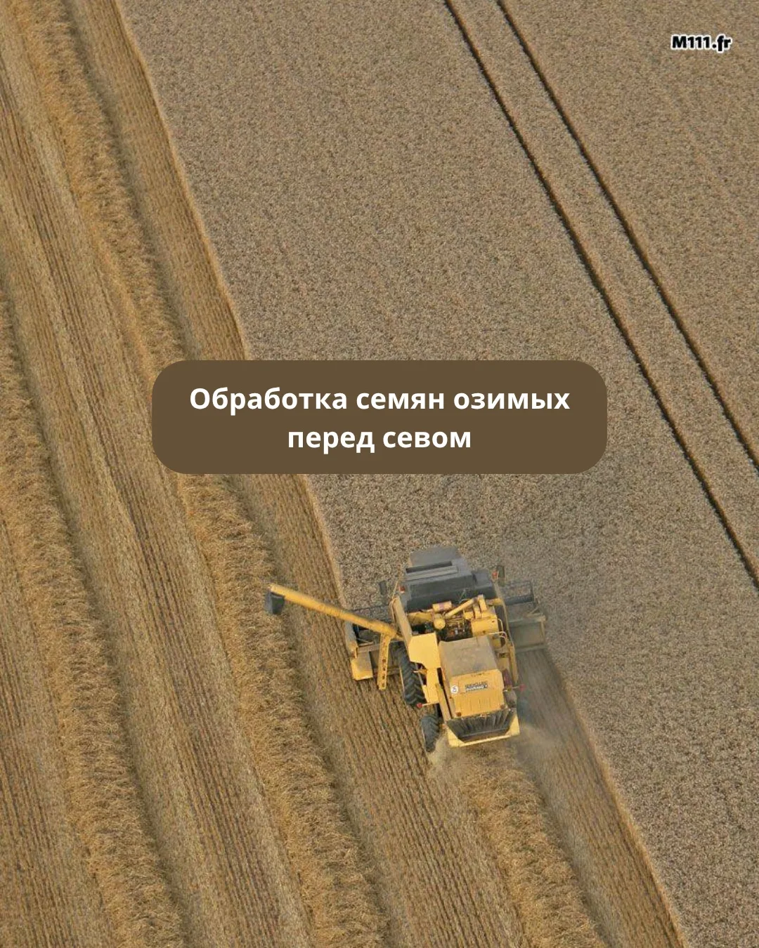 Обработка семян перед севом озимых закладывает старт для будущих всходов ещё до того, к...