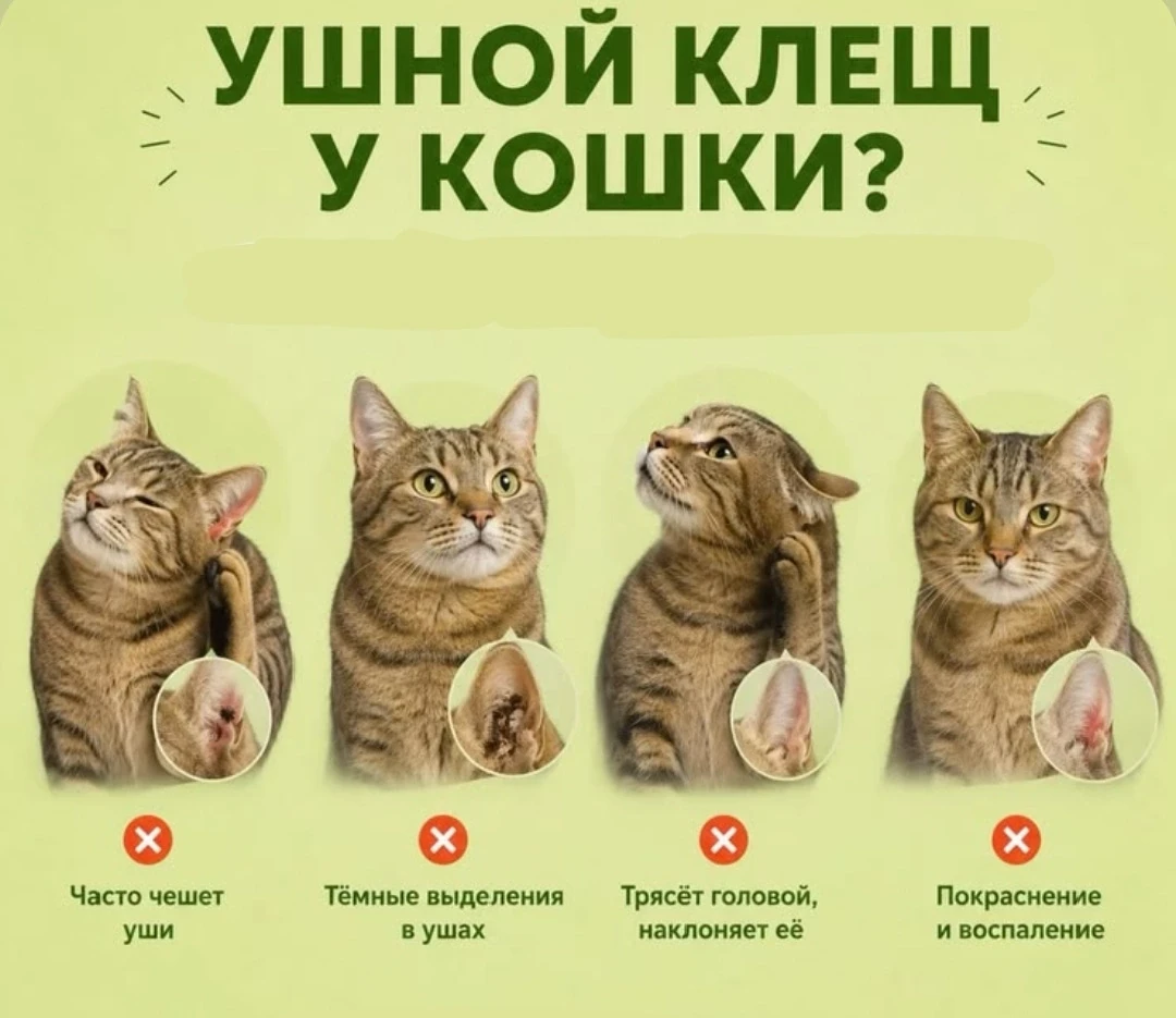 🫣Отодектоз (ушной клещ, ушная чесотка)- это паразитарное заболевание наружного уха. Его вызывает кр