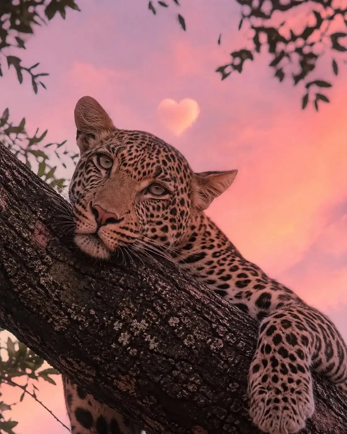 Обои с леопардами 🐆