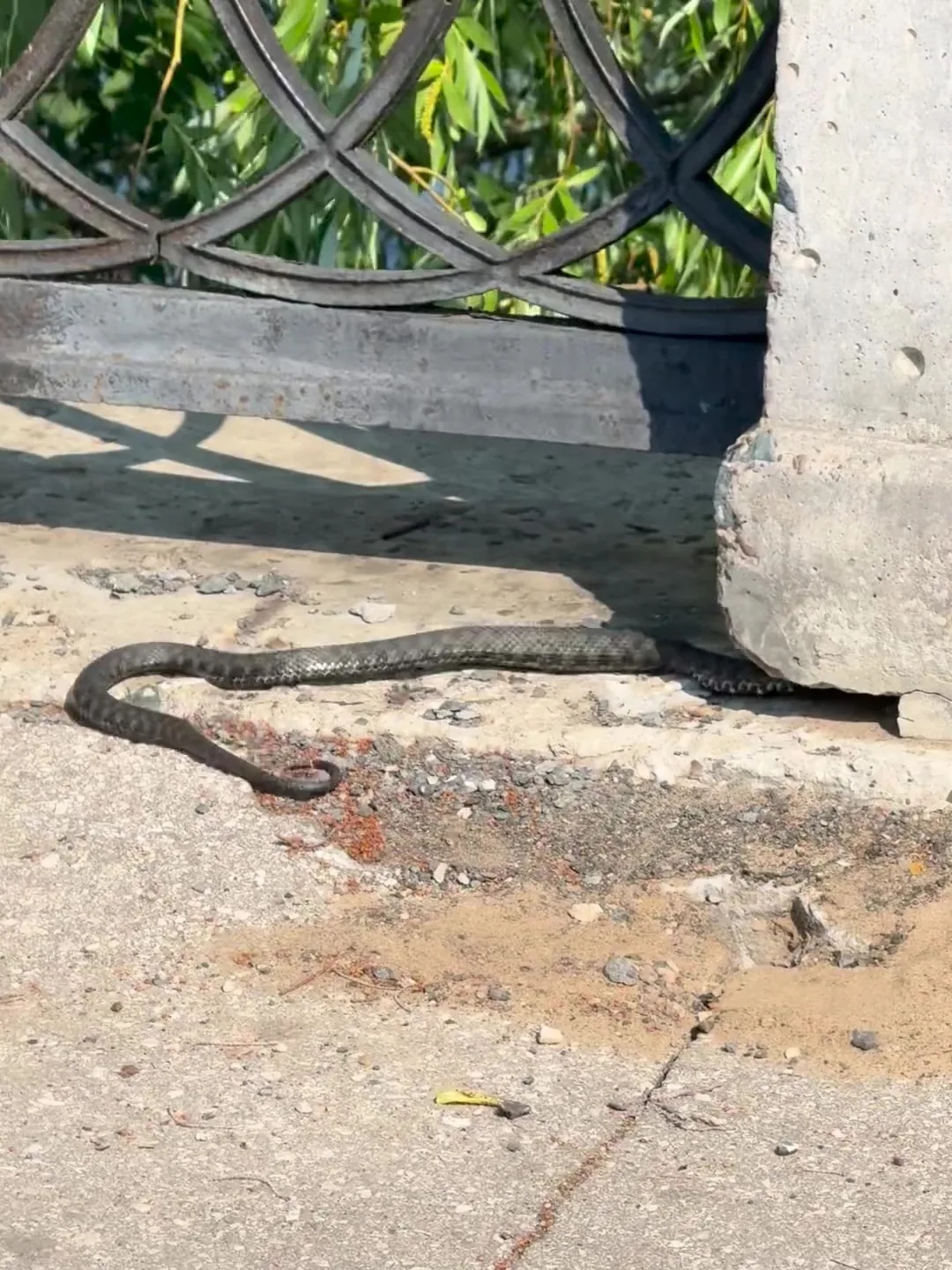 🐍 В Самаре на набережной так хорошо, что даже змейка не может отказать себе в прогулке
