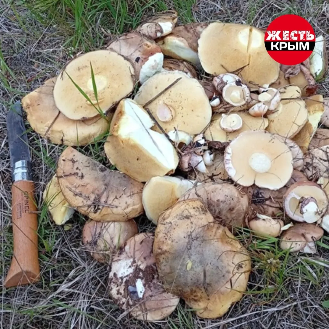 Где в Крыму искать грибы на этих выходных? 🍄