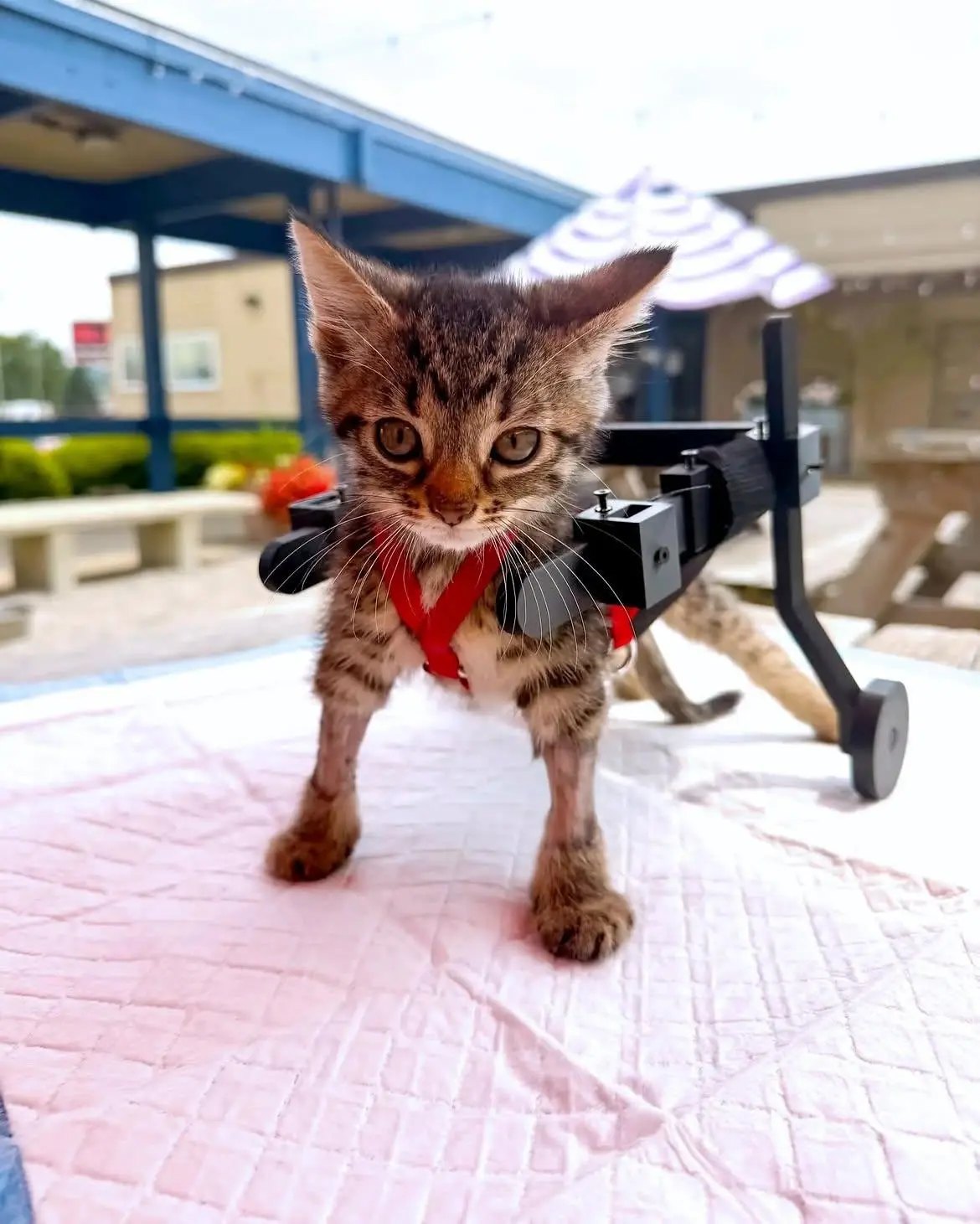 Котенку сделали инвалидную коляску из игрушечных машинок 🥹