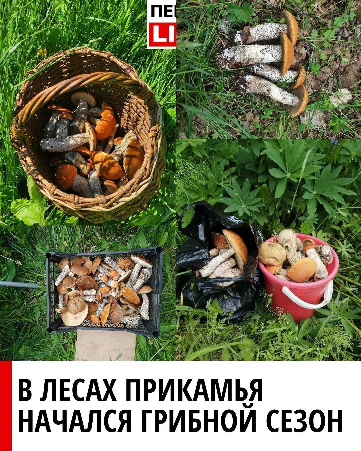 🤩🍄 В лесах Прикамья начался грибной сезон 
 
Жители Пермского края активно делятся в соцсетях фото