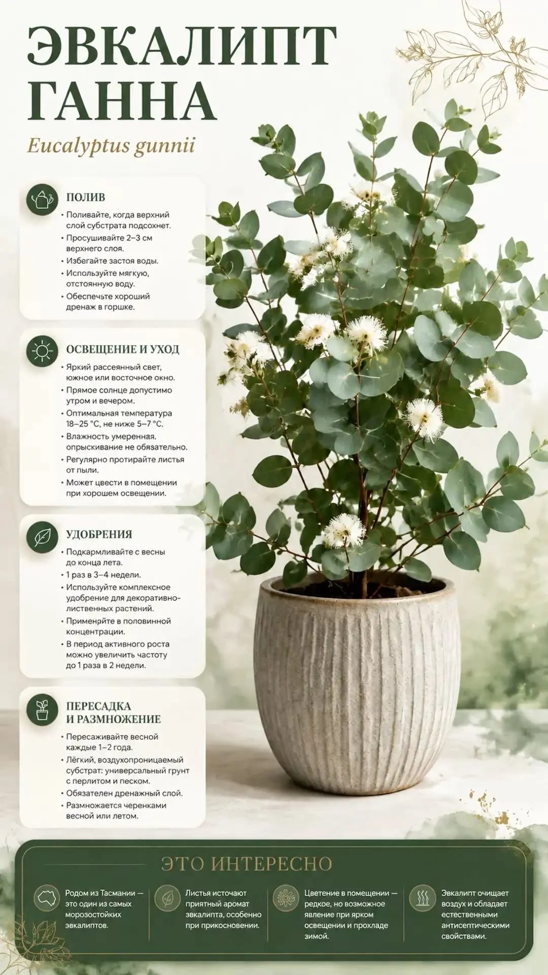 Уход за эвкалиптом 🌱