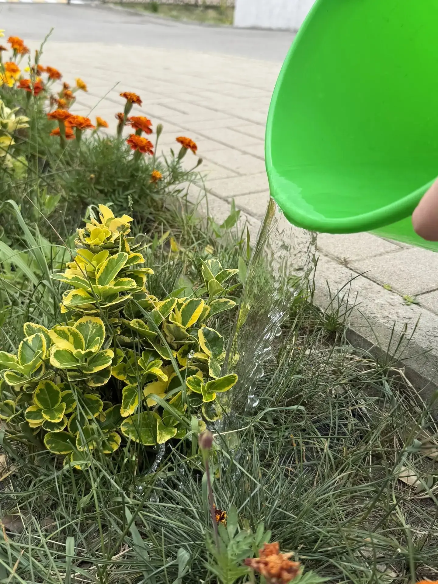 🌿💧8Г на трудовой практике: полив растений
 
🌿Учащиеся 8Г класса выполняют текущие задачи по уходу