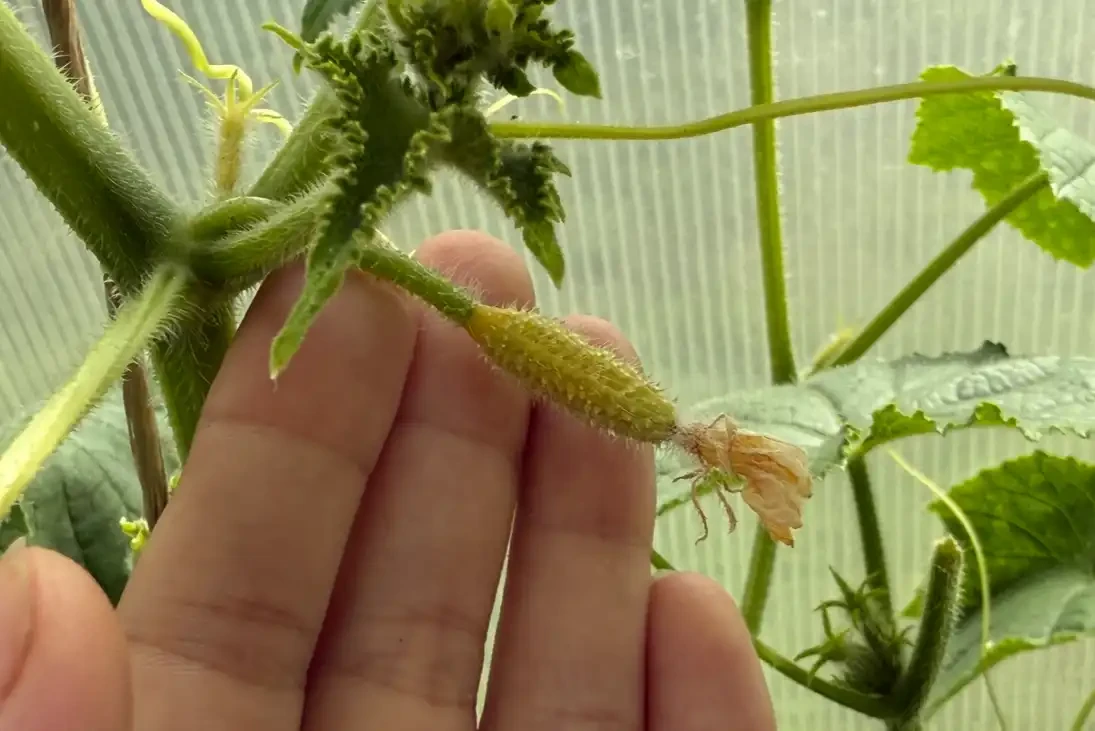 🥒 Желтеют завязи огурцов? Основные причины:

1️⃣ Жара
В теплице огурцы страдают от перегрева. Прове