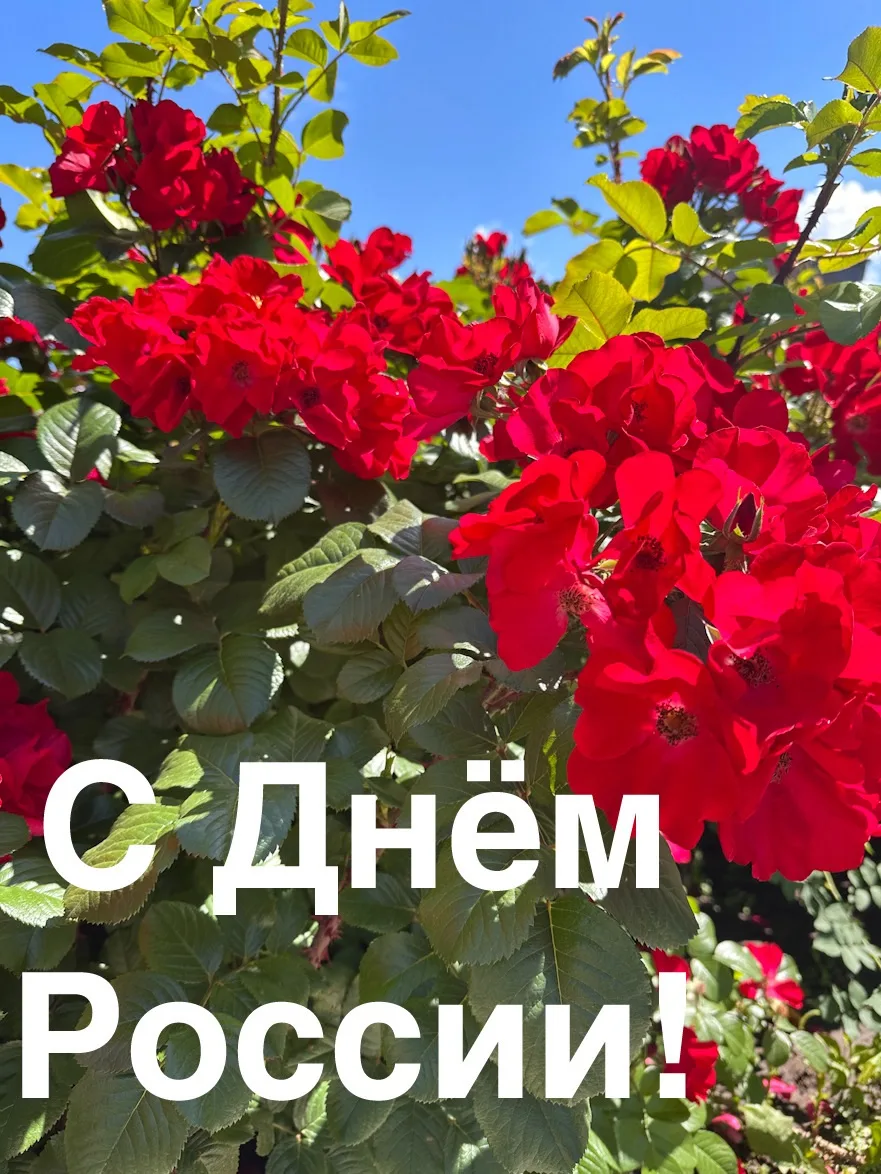 ❇️Уважаемые коллеги и пациенты!

От всей души поздравляем вас с Днём России! Этот праздник объединяе