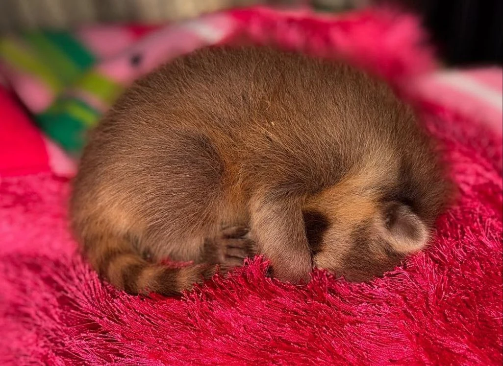 🌜Доброй ночи, дорогие подписчики! Доброй ночи, Запорожье!😴