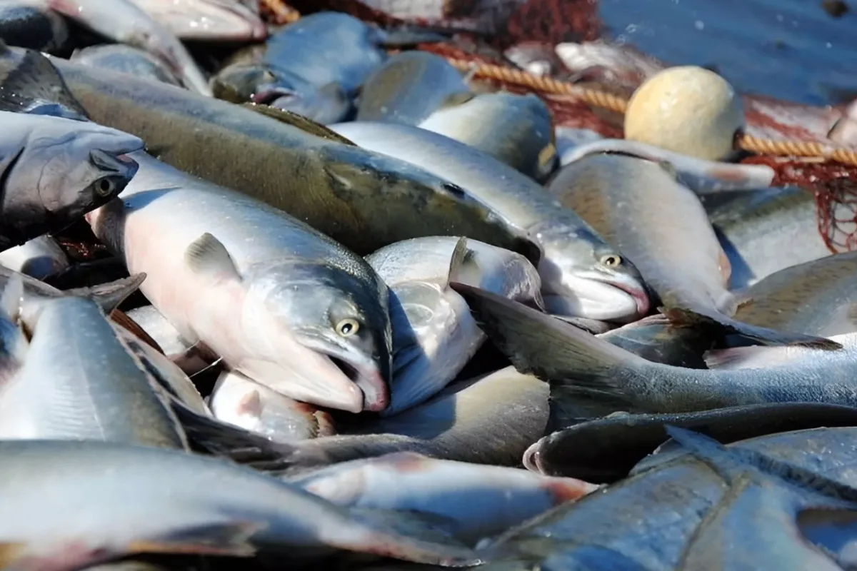 🐟 ВНИМАНИЮ ТЕХ, КТО ОСУЩЕСТВЛЯЕТ ВЫЛОВ ОСЕННЕЙ КЕТЫ В НАНАЙСКОМ РАЙОНЕ!
