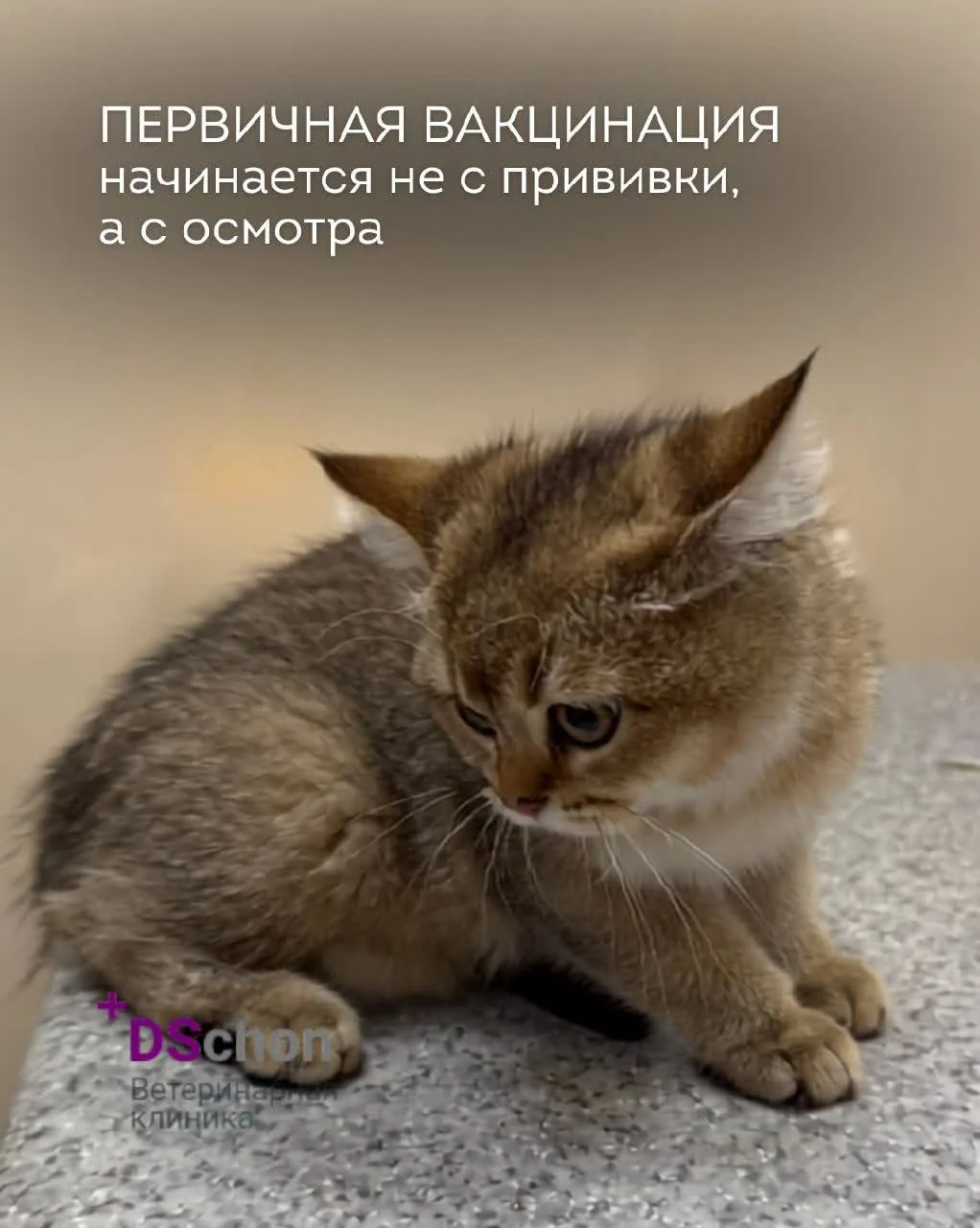 Первичная вакцинация начинается не с прививки, а с осмотра 🐾