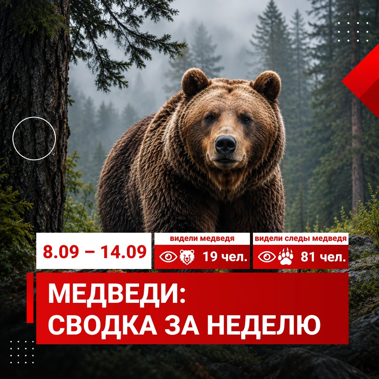 За неделю красноярцы 100 раз сообщили о медведях
