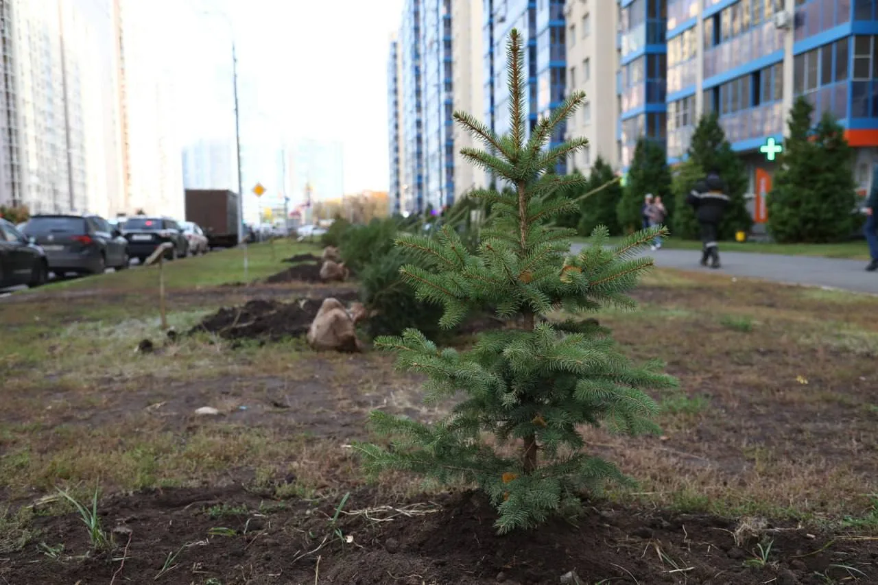 В Самаре усилили контроль за городскими насаждениями и уходом за ними. Планируется выса...