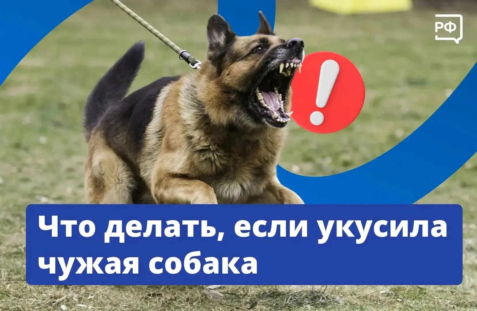 🦮 Собака бывает кусачей не только от жизни бродячей. Иногда укусить может и домашний п...