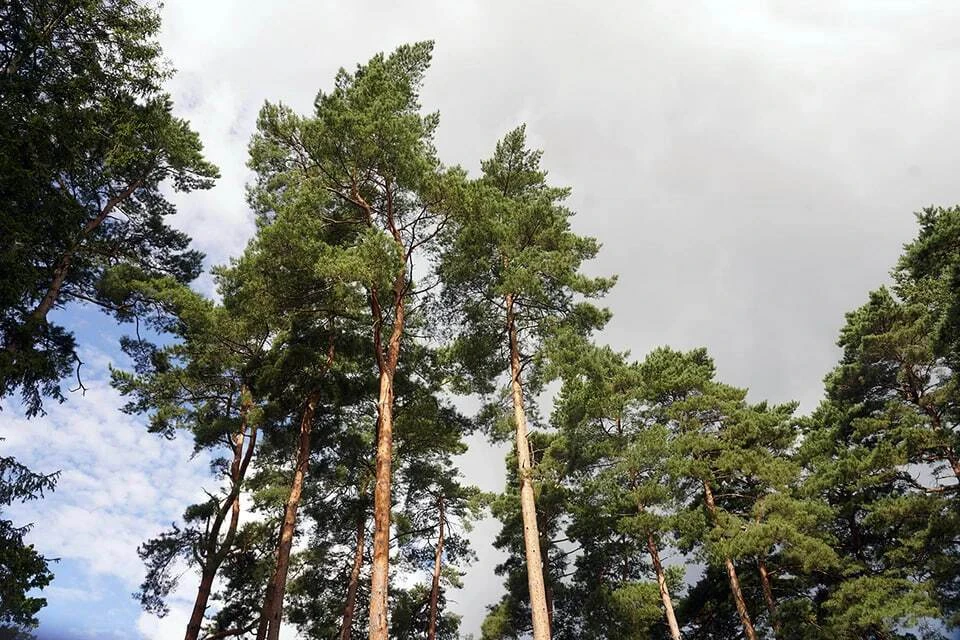 Пожароопасный сезон в Калининградской области завершён без лесных пожаров 🌲