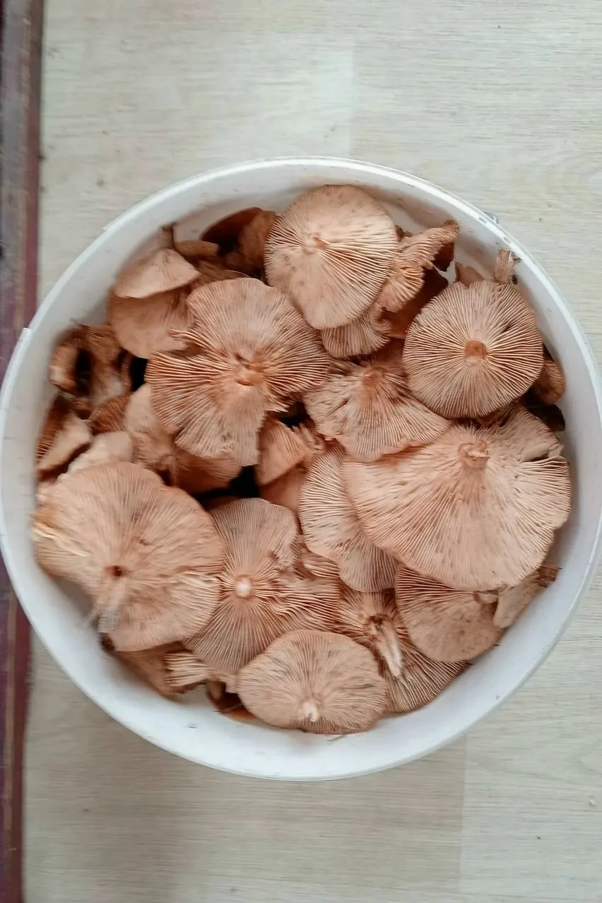🥲 Похоже, грибной сезон заканчивается