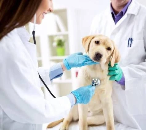 🐶  В России хотят ввести налоговый вычет на ветеринарные услуги

Содержать и лечить домашних животн