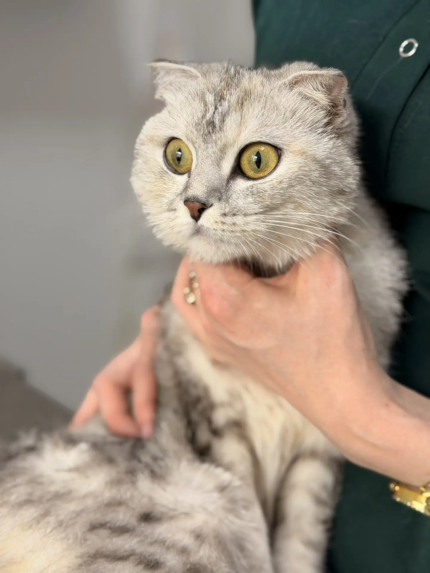 🐱 Шотландские вислоухие кошки: не только красивые, но и особенные