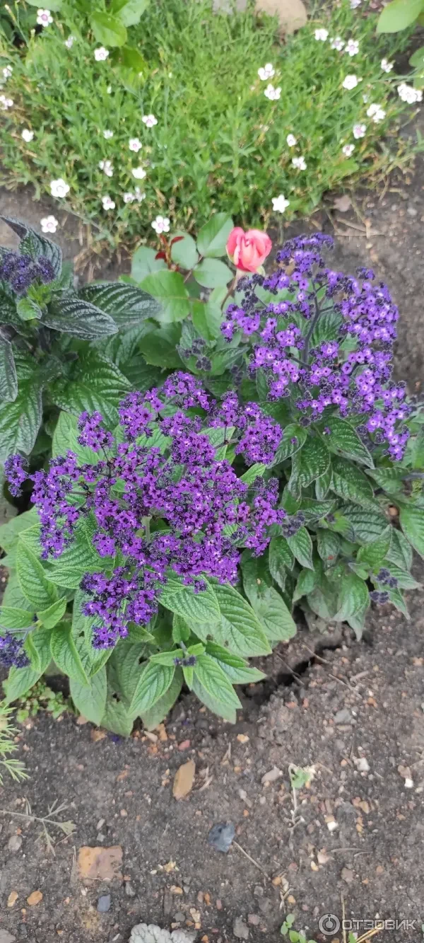 🌼 Если вы когда-либо гуляли по Оранжерейному саду Петергофа, то, безусловно, обратили внимание на ге