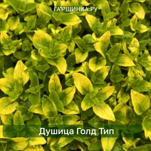 🔥Супер новинки на Гаршинка.ру!