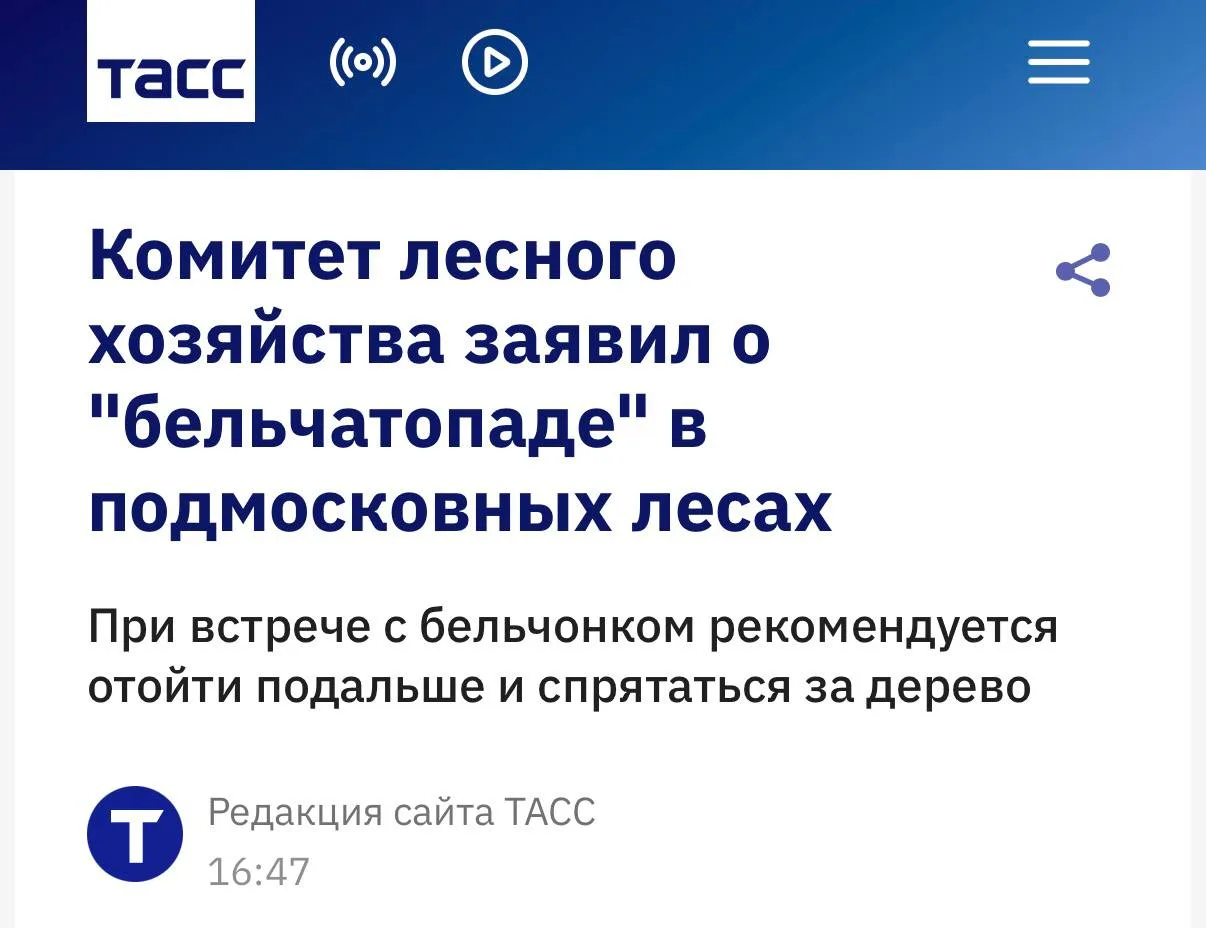🐿 В подмосковных лесах начался сезон «бельчатопада»: неопытные бельчата массово выпада...